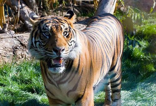 Auckland Zoo, Western Springs • Localist