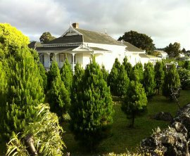 misa christmas trees mt eden localist misa christmas trees mt eden localist