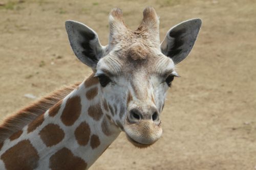 auckland zoo giraffe