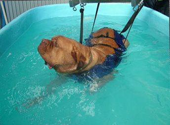 Dog washing and cleaning pool