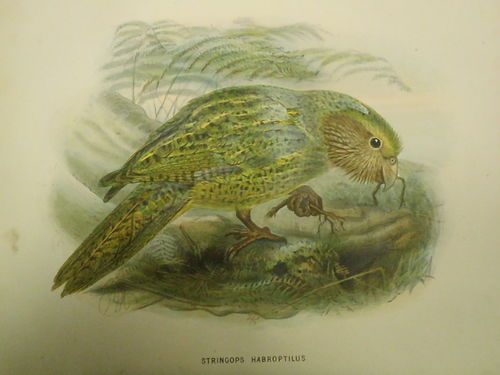 Bullers book of birds 1870s