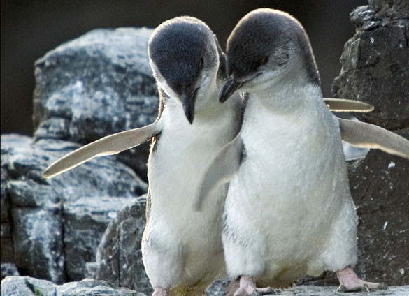 Image result for antarctic centre christchurch blue penguins