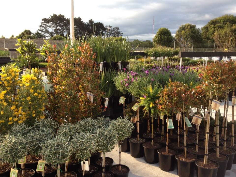 Kings Plant Barn Ltd Takapuna Wairau Valley Localist