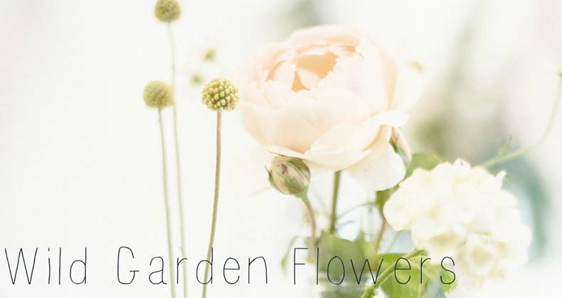 Wild Garden Flowers Gisborne Central Localist Wild Garden Flowers Gisborne Central Localist
