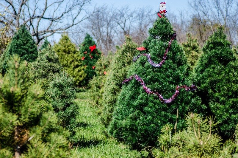 fresh off the farm nothing beats the smell of fresh pine at christmas time - What Christmas Tree Smells The Best fresh off the farm nothing beats the smell of fresh pine at christmas time - What Christmas Tree Smells The Best