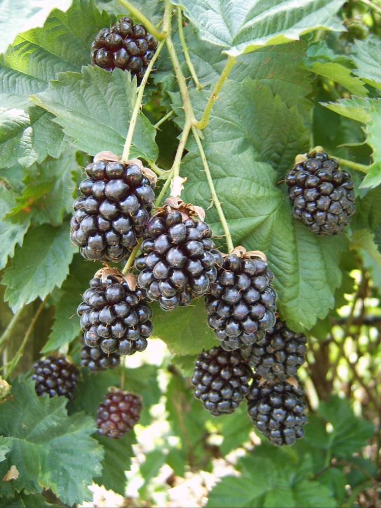 Iona Boysenberry Orchard, Papamoa Beach • Localist