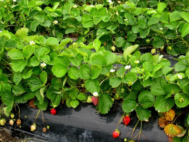 Where to pick strawberries in Auckland, Auckland • Localist