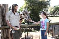<p>
	A Friends of the Zoo member feeds a giraffe at Auckland Zoo</p>
