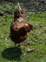 Now there's even more reason for businesses to sell good eggs