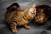 Consider adopting older cats, says SPCA