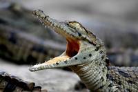 Butterfly Creek is home to New Zealand’s only giant saltwater crocodiles.