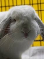 If lops are your cup-of-tea then you have to meet Hamlet