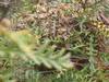 the unusual sight of seeing bees in the wild in mt eden