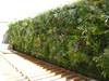 <p>
	Vertical&nbsp;garden</p>
