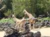 Feeding the Giraffe