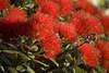 <p>
It's obvious why the Pohutukawa is known as the New Zealand Christmas tree.</p>